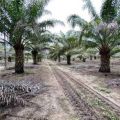 Bayu Damai Johor 212 Homes For Sale Bayu Damai Johor Cari
