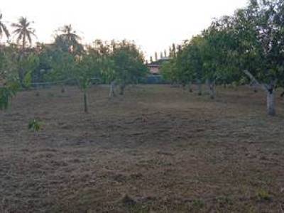 KEBUN HARUMANIS+RUMAH  utk dilepaskan